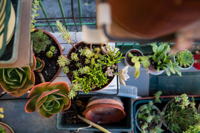 Potted plants in greenhouse