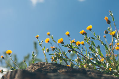 Close-up of yellow flowers blooming in park