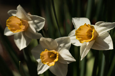 Close-up of white iris