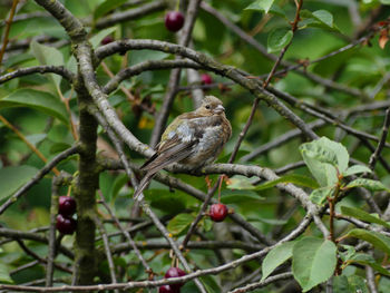 Close-up of bird perching on branch