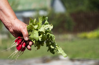 Midsection of person holding leaf