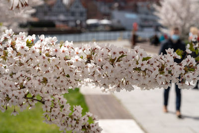 Close-up of cherry blossoms in city