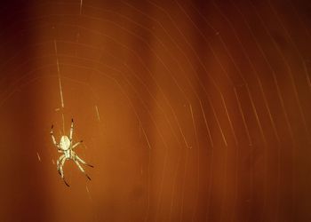 Close-up of spider web