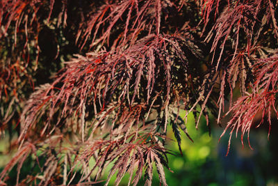 Low angle view of red leaves on plant