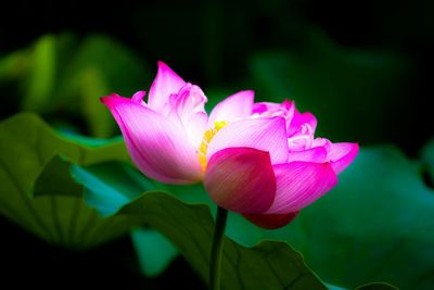 Close-up of pink flowers