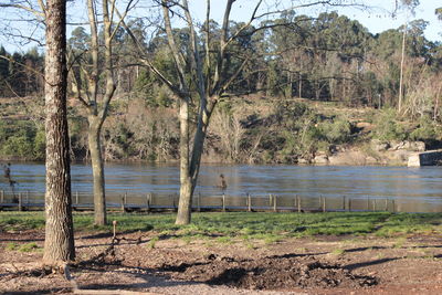 Trees on field by lake