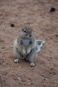 Close-up of meerkat