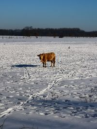 Horse standing on snow covered land