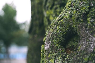 Close-up of tree trunk