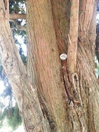 Close-up of tree trunk