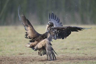 Bird flying in a field