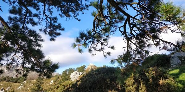 Low angle view of trees against sky