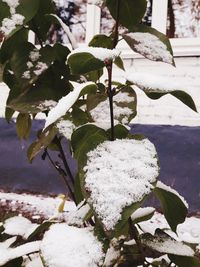 Close-up of snow on tree branch during winter