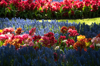 Close-up of red flowering plants on field