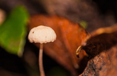 Close-up of mushrooms growing on land