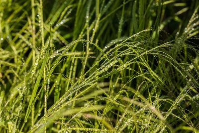 Full frame shot of wet grass on field