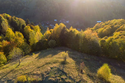 High angle view of trees on field