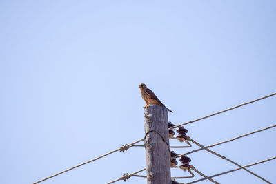 Low angle view of bird perching on wooden post against clear sky