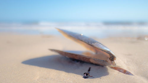 Close-up of people on beach