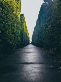 Road amidst trees against clear sky