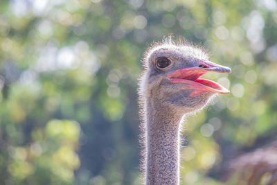 Close-up portrait of a bird