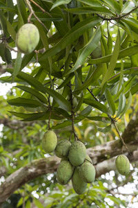 Close-up of fruits growing on tree