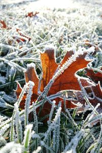 Close-up of frozen plants during winter