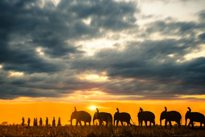 View of horses on field against sky during sunset