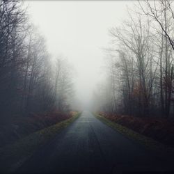 Empty road along trees