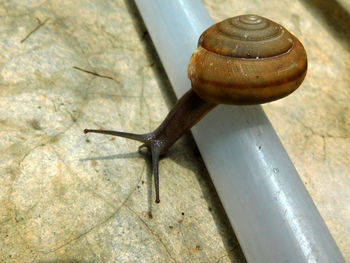 Close-up of snail