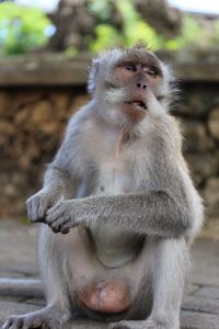 Close-up of monkey sitting outdoors