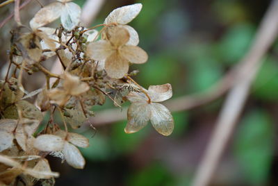 Close up view of an old flower