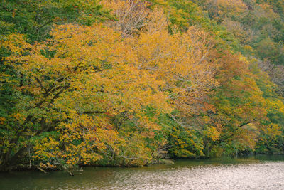 Scenic view of forest during autumn