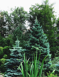 View of flowering trees in forest