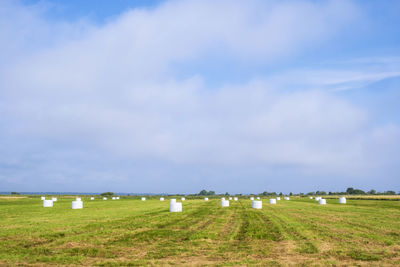 Scenic view of agricultural field against sky