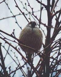 Low angle view of owl perching on branch