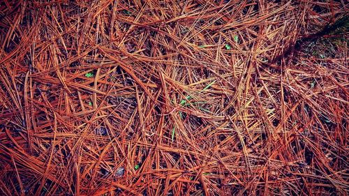 Full frame shot of dry field