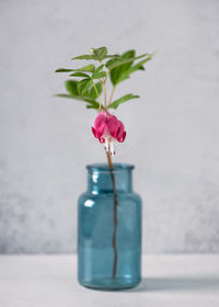 Beautiful bleeding heart flowers in a turquise glass vase. romantic floral still life. 