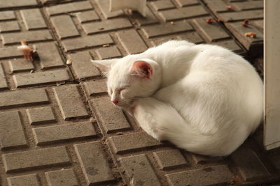 High angle view of white cat sleeping on footpath