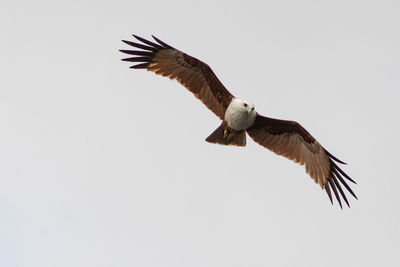 Low angle view of eagle flying against clear sky