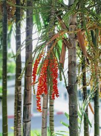 Close-up of red berries hanging on tree