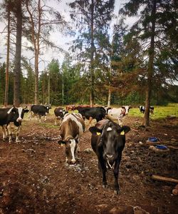 Cows standing in a field