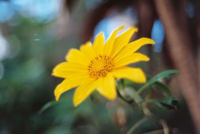 Close-up of yellow flower blooming outdoors