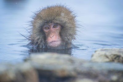 Monkey in a lake