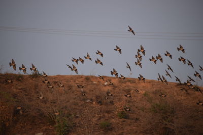 Low angle view of birds on field against sky