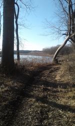 Trees on shore against sky