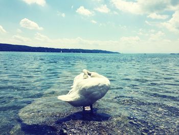 Seagull flying over calm sea