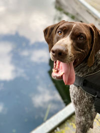 Portrait of dog looking away