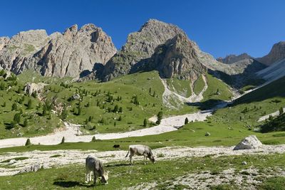 Happy cows in dolomites