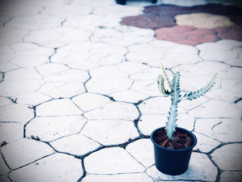 High angle view of potted plant